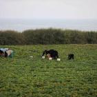 الحياة تعود إلى طبيعتها في غزة بعد العدوان الإسرائيلي