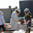 موسم جني العسل في غزة بعد العدوان الإسرائيلي