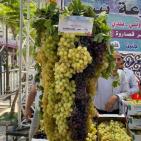 صور: انطلاق فعاليات مهرجان العنب الرابع في جنين