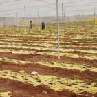 بالصور| الاتحاد الأوروبي ينفذ جولة لمشاريع دعم صمود لمزارعين في طوباس وقلقيلية