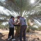 متطوعون من القدس ورام الله يقطفون ثمار النخيل في مزارع مدينة أريحا