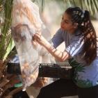 متطوعون من القدس ورام الله يقطفون ثمار النخيل في مزارع مدينة أريحا