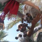 متطوعون من القدس ورام الله يقطفون ثمار النخيل في مزارع مدينة أريحا