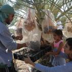 متطوعون من القدس ورام الله يقطفون ثمار النخيل في مزارع مدينة أريحا