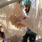 متطوعون من القدس ورام الله يقطفون ثمار النخيل في مزارع مدينة أريحا