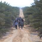 متطوعون من القدس ورام الله يقطفون ثمار النخيل في مزارع مدينة أريحا