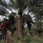 نفط مدينة القمر 