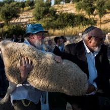 محافظة القدس تحذّر من محاولات مستوطنين إدخال القرابين إلى الأقصى