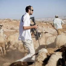 مستوطنون يسرقون عشرات رؤوس الماشية شرق طوباس 