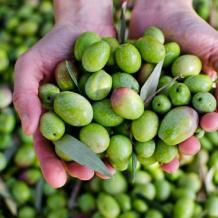 خاص| شتاء الربيع… نعمة أم نقمة على موسم الزيتون؟