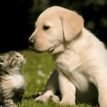 إلى أي مدى يمكن أن يتأثر البعض بفقدان حيواناتهم الأليفة؟