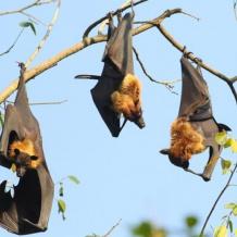 فيروس نيباه القاتل يظهر في الهند.. ما أعراضه وأسبابه وكيف ينتقل إلى البشر؟