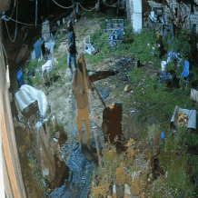 مستوطنون يصيبون مسنة وأولادها ويسرقون 30 رأسا من الأغنام شرق الخليل