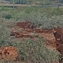 الاحتلال يقتلع مئات أشجار الزيتون شمال سلفيت