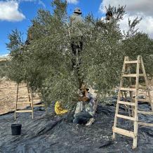 خاص| بين الإزهار والعقد… كيف تؤثر الأجواء الخماسينية على محصول الزيتون؟