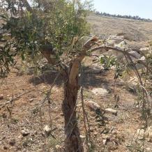 مستعمرون يطلقون مواشيهم ويقتلعون أشجار زيتون بمسافر يطا جنوب الخليل