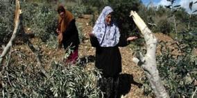 مستوطنون يدمرون أشجار زيتون وعنب في الخضر ببيت لحم