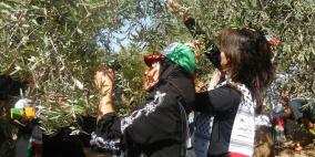 منطقة حدودية خطرة.. بيت حانون تجني الزيتون بمساعدة المتضامنين