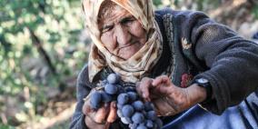 بالصور: العنب الخليلي من المحاصيل الى التصدير