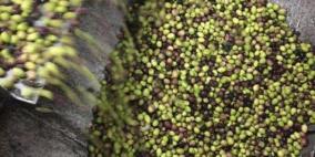 الدفاع المدني ينقذ طفلا عالقا في معصرة الزيتون قرب قلقيلية