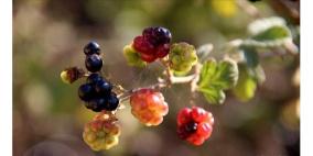 أيُّ دمٍ للكاتب المتوكل طه