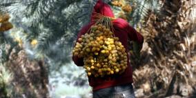 يوم النخيل.. أرباح كبيرة ومخاوف أكبر