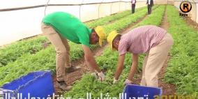 "اغريبال".. مزرعة فلسطينية لتصدير العشب الطازج لمعظم دول العالم