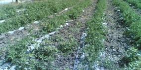 الخندقجي وعساف يتفقدان مجموعة من المشاريع الزراعية في قلقيلية