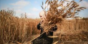 مصر تستورد 2 مليون طن من القمح الروسي خلال 3 أشهر