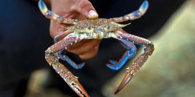 البحر يقدم للغزيين وجبتهم المفضلة