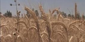 صادرات القمح الفرنسي تسجل أعلى مستوى هذا العام