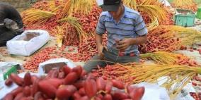 الزراعة بغزة: انتاج الزيتون والبلح مضاعف وأسعاره مناسبة