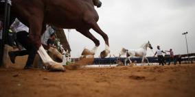 بطولة فلسطين الدولية الثالثة لجمال الخيل العربية الاصيلة في اريحا