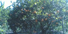 اختفاء حمضيات قطاع غزة من الأسواق والمستوردة تحل محلها