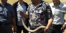 القبض على أفعى إقتحمت مركبة في محافظة طوباس