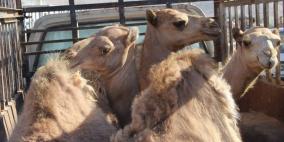 سوق الحلال في الخليل..حركة نشطة قبيل العيد