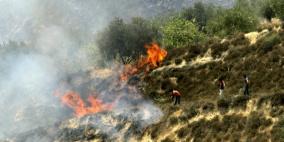 مستوطنون يحرقون أشجار زيتون شرق يطا