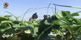 فيديو.. غزة: من هنا تأتي الفراولة للضفة وأوروبا