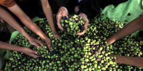 بالصور : موسم الزيتون في غزة .. كميات محدودة واسعار مرتفعة