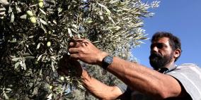 مزارعو غزة يصرون على إبقاء شجرة الزيتون شامخة في وجه العدوان