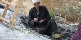 بين "فلسطين وشجرة الزيتون".. حكاية لا تنتهي