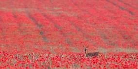 اجمل صور الطبيعة والحيوان في العالم