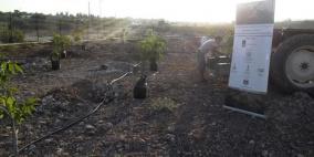 توزيع شبكات ري وأشتال ضمن مشروع المحاصيل الأكثر ربحية في قلقيلية