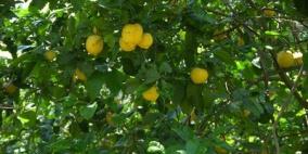 هل تعيش اشجار الحمضيات في بيوت بلاستيكية؟؟ وهل للزيتون عمر افتراضي؟؟