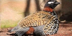 رصد الحجل الأسود أو الدرج الأسود في السهول الشمالية لجنين