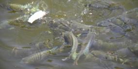 سمك أبو تركي.. قوت للناس بالمجان وثروة سماد للأرض