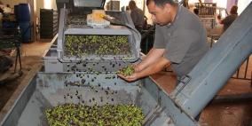 "العمل الزراعي" يفتتح حملة التوعية لقطف وعصر الزيتون