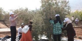 متطوعو حملة "إحنا معكم" يشاركون بقطف الزيتون في قراوة بني حسان