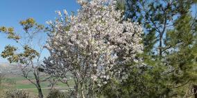 سهول مرج ابن عامر تكتسيى بالخضرة - عرابه جنين