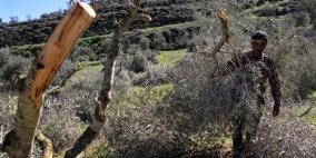 مستوطنون يعدمون 50 شجرة زيتون جنوب بيت لحم